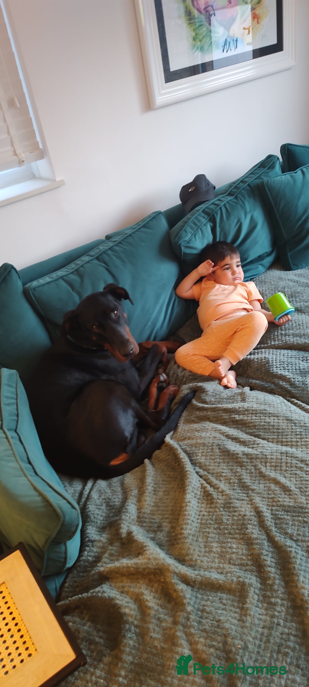 Dobermann dogs for sale: 4 year old Male Doberman looking for forever home - Image 18