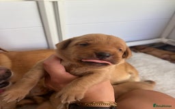 Labrador Retriever dogs for sale: Fox red Labrador Puppies - Image 14