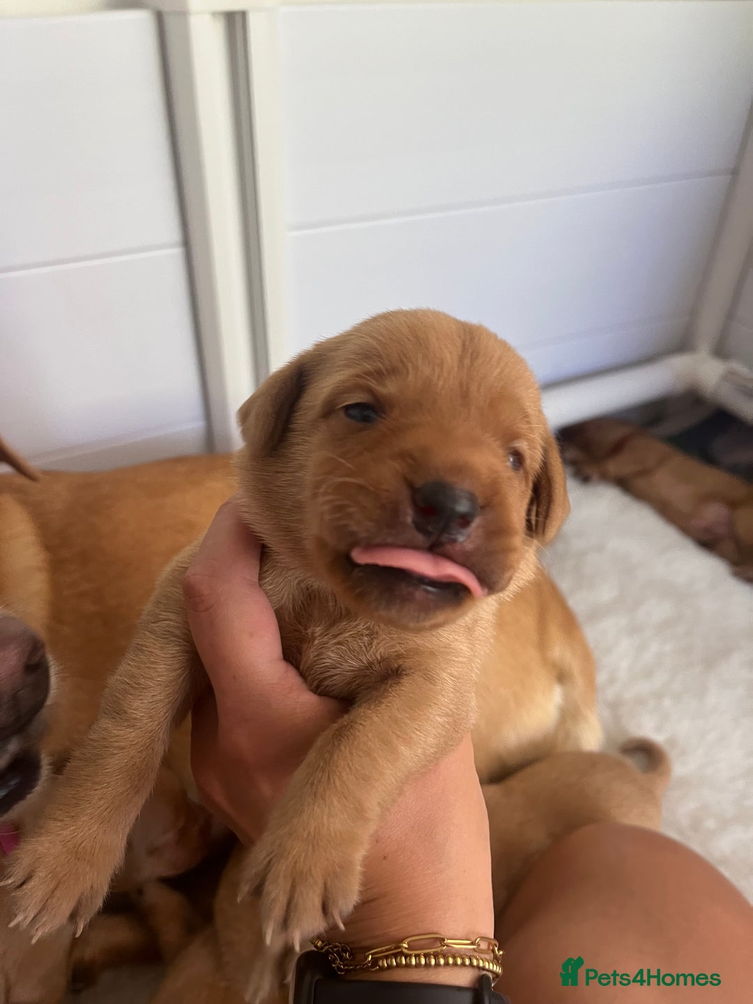 Labrador Retriever dogs for sale: Fox red Labrador Puppies - Image 14
