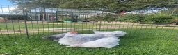 Chickens poultry for sale: Pekin Bantam Pullets - Advert 10