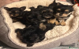 Chorkie dogs for sale: Tiny Pups for sale - Image 1