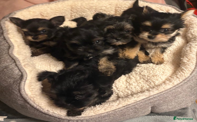 Chorkie dogs - Advert 2