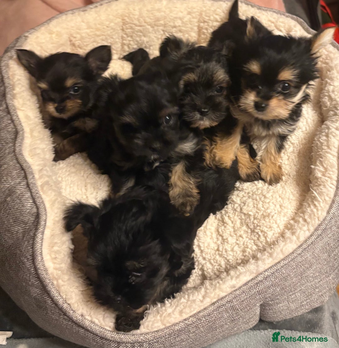 Chorkie dogs for sale: Tiny Pups for sale - Image 1