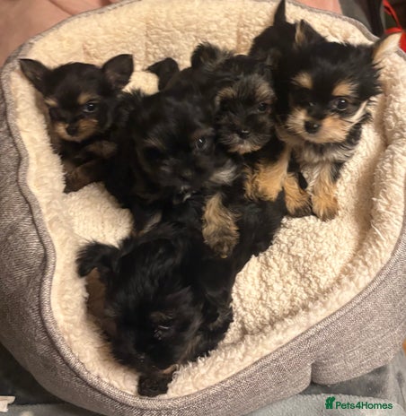 Chorkie dogs - Advert 1