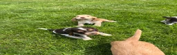 Cocker Spaniel dogs for sale: Fantastic HEALTH tested KC REG show type cocker 🐶 - Advert 15
