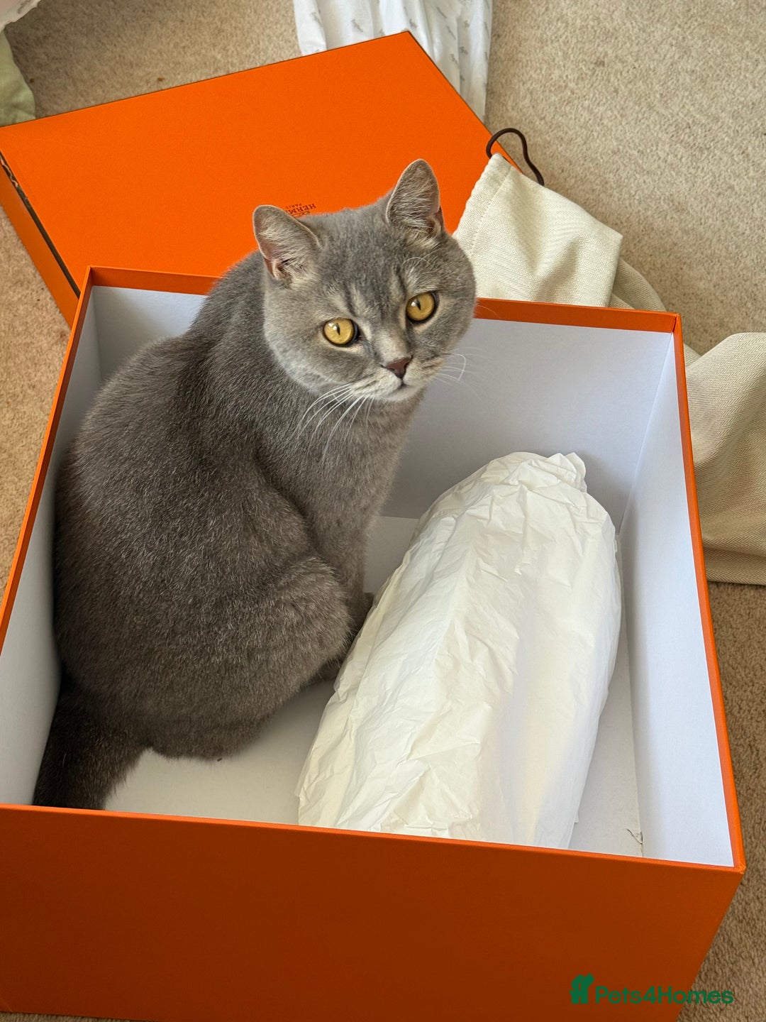 Brazilian Shorthair cats for sale: BritishShorthair Friendly Male Cat Romeo - Image 3