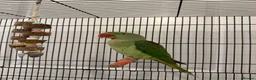 Parrots birds for sale: Very sweet Alexandrine female parrot in Watford - Advert 4