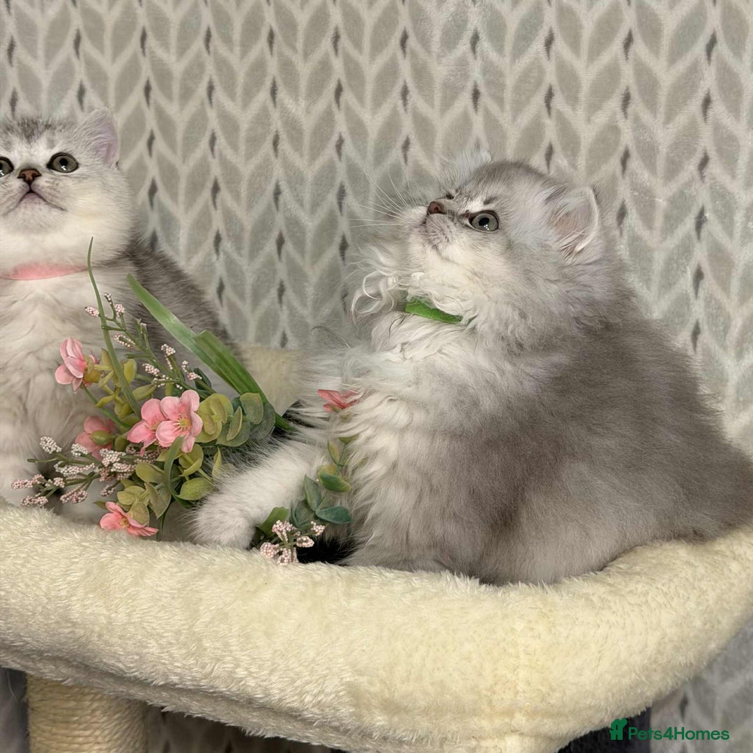 British Shorthair cats for sale: ⭐️Adorable TICA British Short/Long hair girls⭐️ - Advert 11