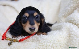 Miniature Dachshund dogs for sale: PEDIGREE MINIATURE LONGHAIRED DACHSHUNDS  - Image 24