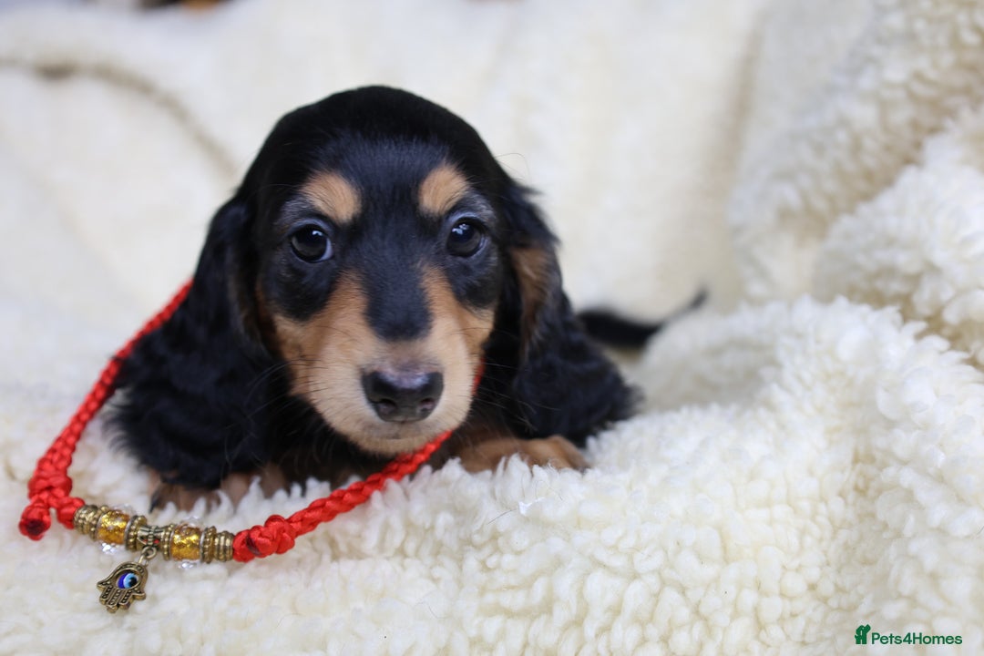 Miniature Dachshund dogs for sale: PEDIGREE MINIATURE LONGHAIRED DACHSHUNDS  - Image 24