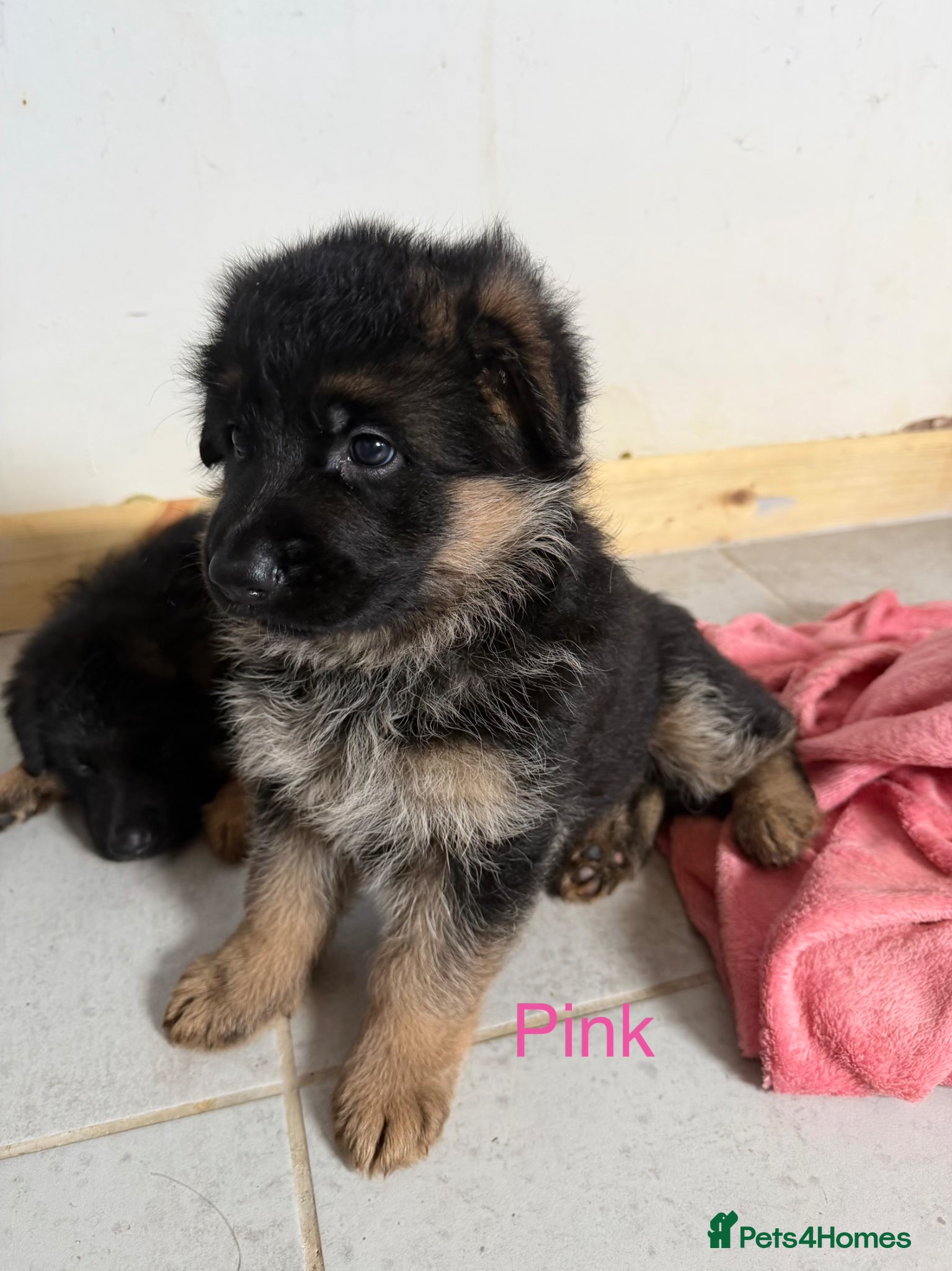 German Shepherd dogs Show quality German Shepherd Puppies  - Advert 15