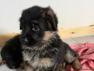 German Shepherd dogs Show quality German Shepherd Puppies - Advert 15