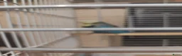 Budgerigars birds for sale: Pair of beautiful budgies for sale  in Nottingham - Advert 4