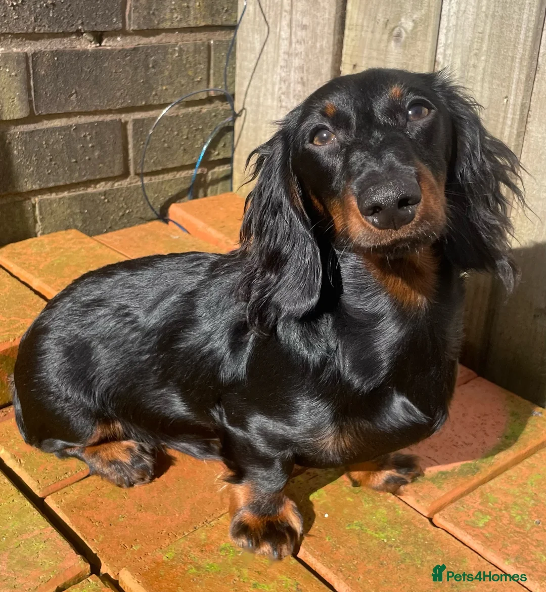 Dachshund dogs for sale: Beautiful mini dachshund  - Advert 1