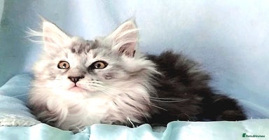 Maine Coon cats - Advert 16