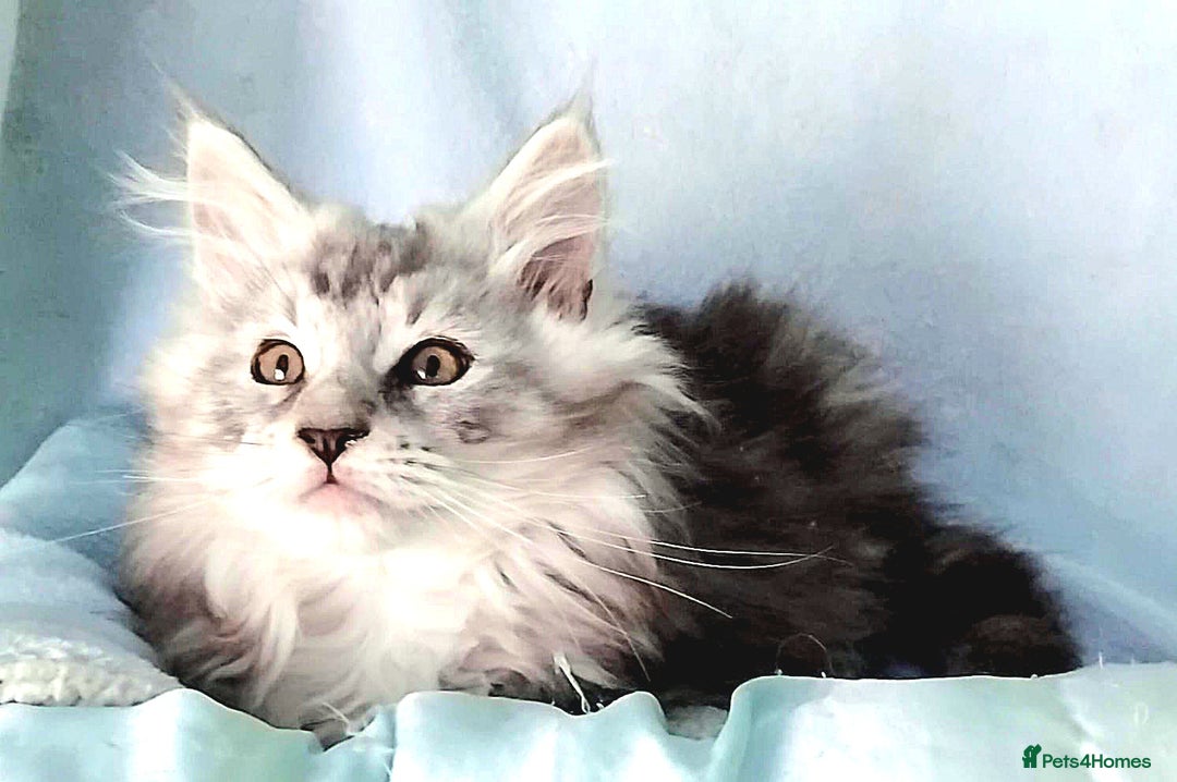 Maine Coon cats for sale: Pure Maine Coon Kittens Looking For A New Home  - Image 3