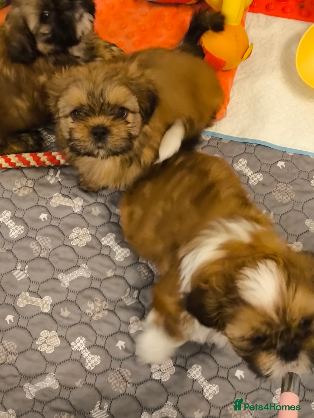 Shih Tzu dogs for sale: SHIH TZU STANDARD - PURE BREED  - Advert 7