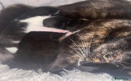 Mixed Breed cats for sale: 5 beautiful mixed breed kittens❤️ - Image 1