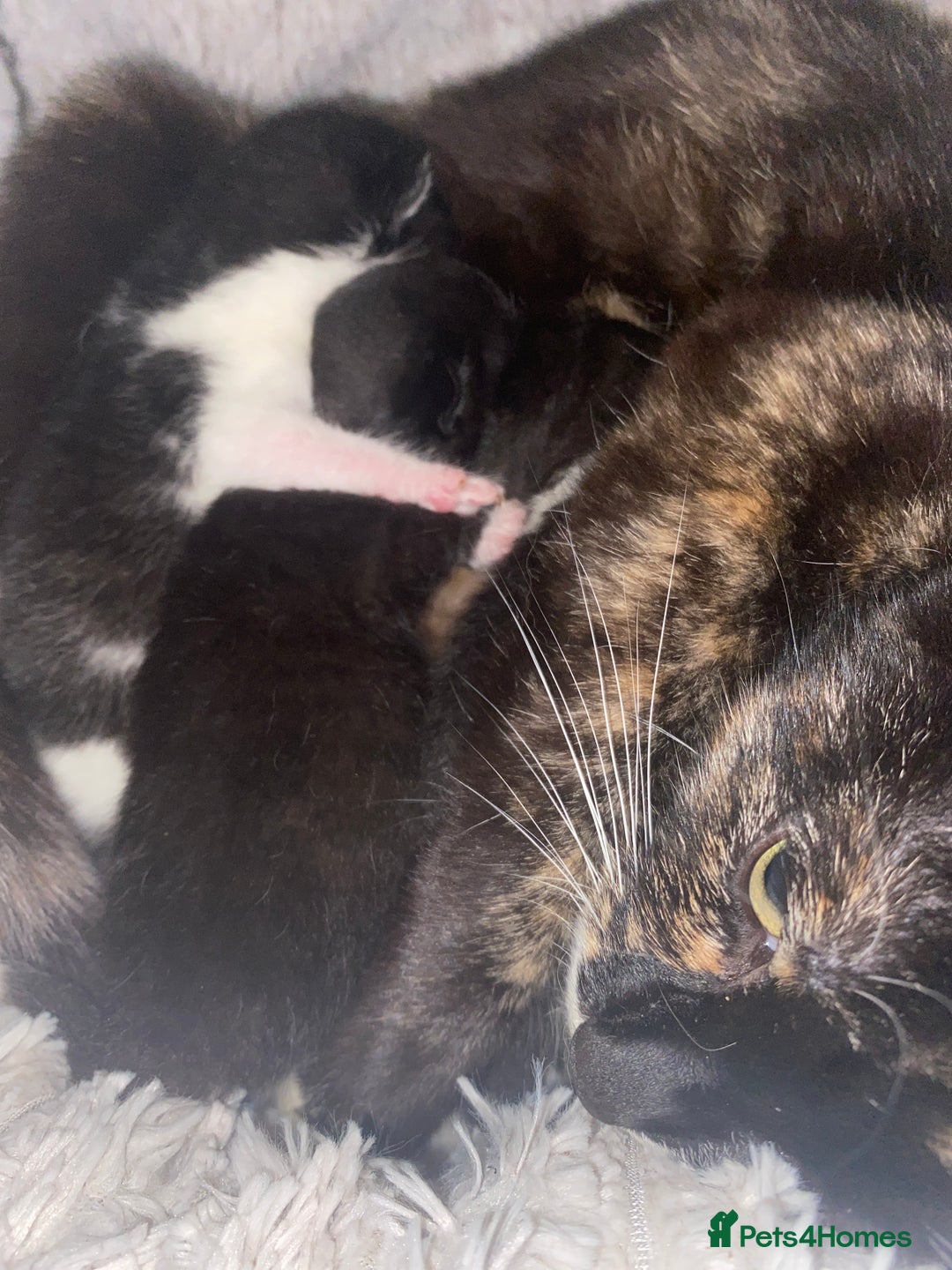 Mixed Breed cats for sale: 5 beautiful mixed breed kittens❤️ - Image 1