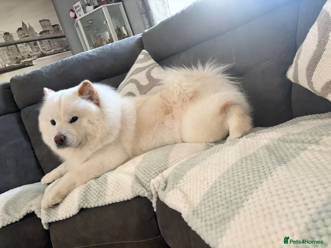 Chow Chow dogs for sale: Pedigree chow chow female in Aylesford - Advert 2