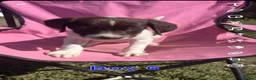English Springer Spaniel dogs for sale: English springer spaniel pups for sale - Advert 4
