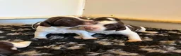 English Springer Spaniel dogs for sale: Exceptional bred springer spaniel puppies in Wolverhampton - Advert 2