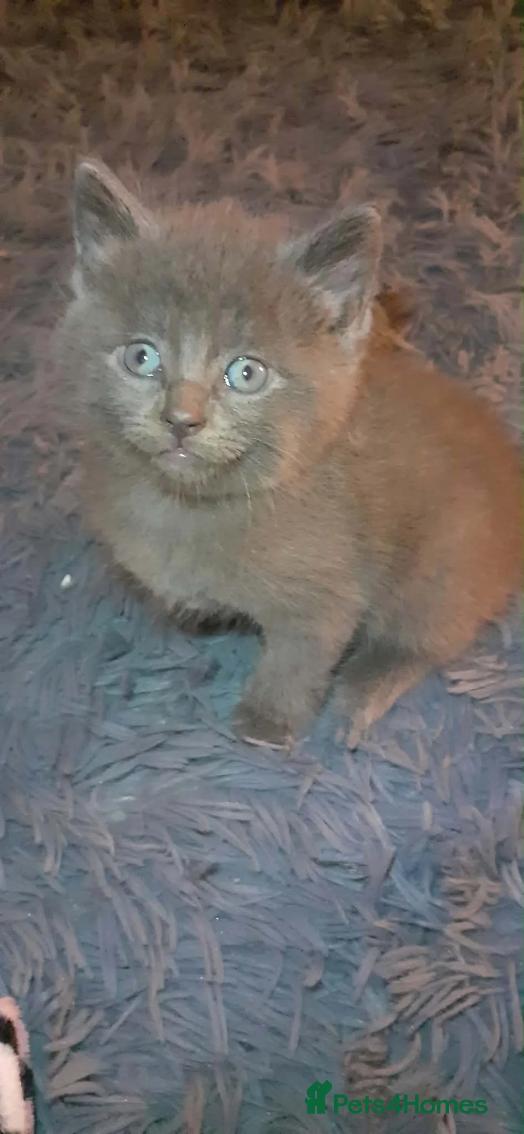 Russian Blue cats for sale: Russian blue in Huddersfield - Advert 5