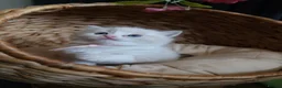 Ragdoll cats for sale: Bicolor/Lynx Ragdoll Kittens - TICA Registered  - Advert 16