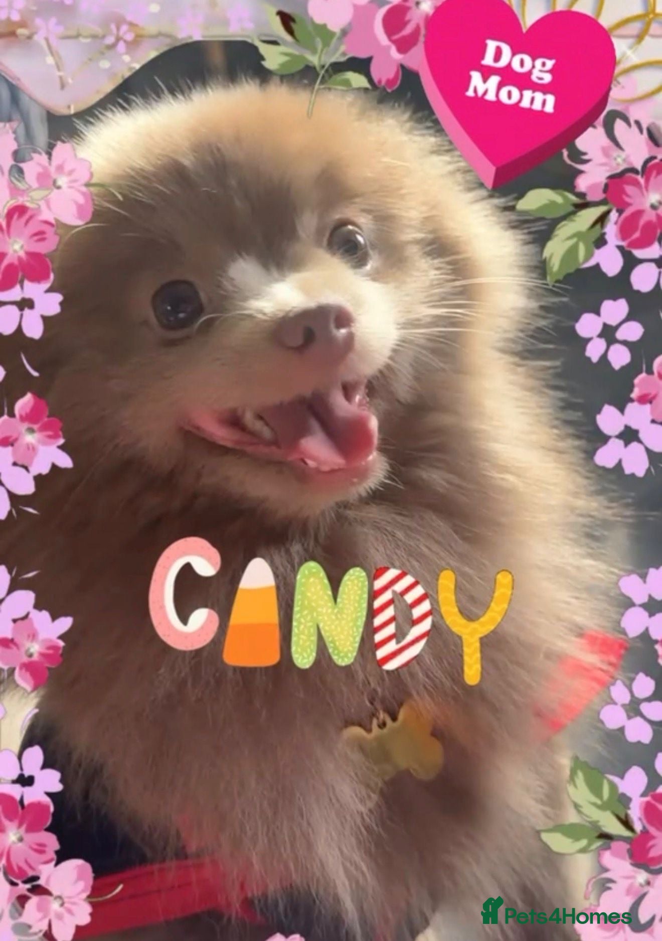 Pomeranian dogs ✨Super Rare Fluffy Poms🐾🐶✨💜🤎🩶🩵 - Advert 1