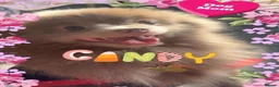 Pomeranian dogs for sale: ✨Super Rare Fluffy Poms🐾🐶✨💜🤎🩶🩵 - Advert 1
