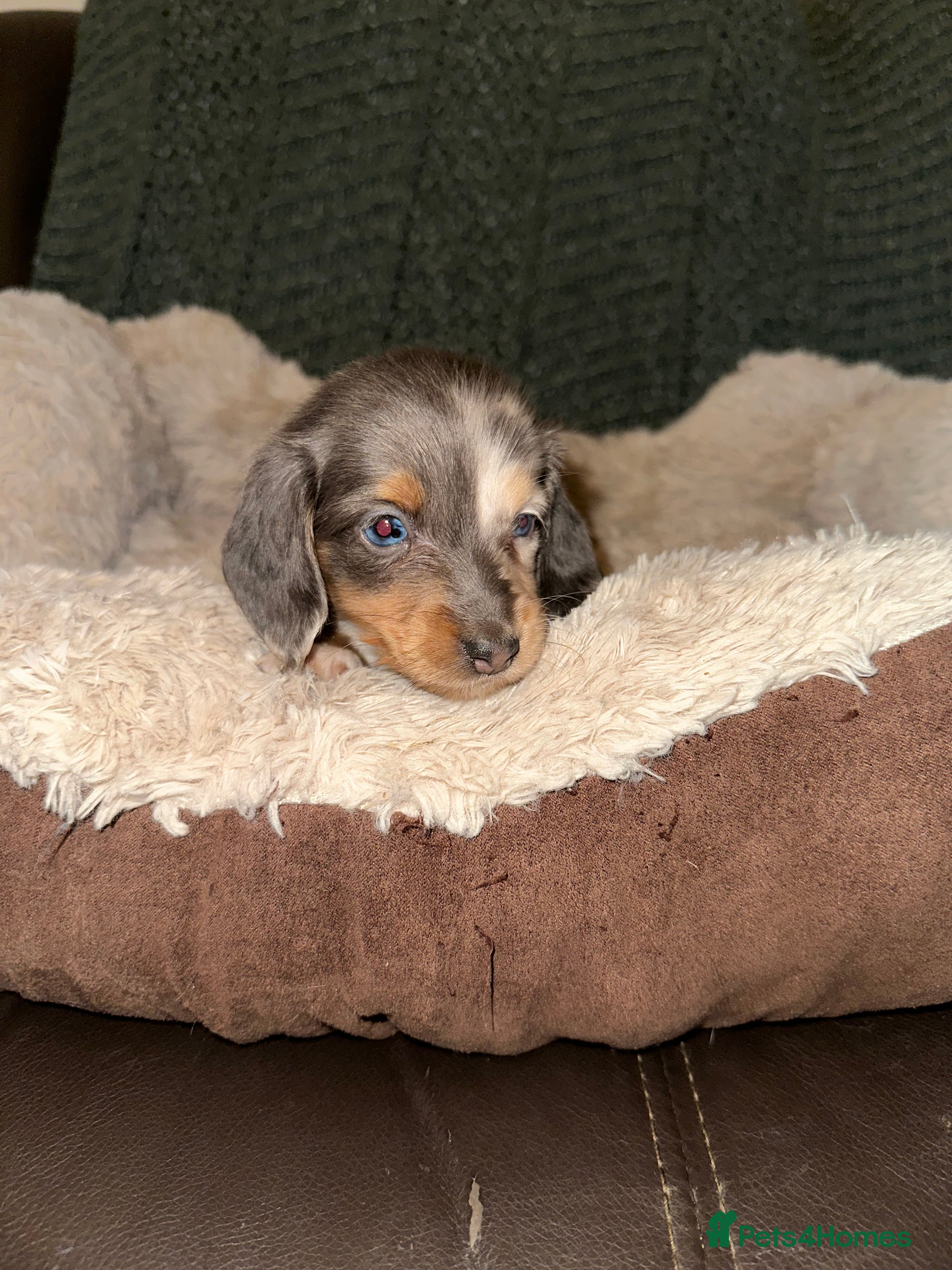 Miniature Dachshund dogs Longhairded dapple mini dachshunds  - Advert 13