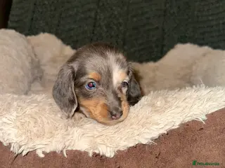 Miniature Dachshund dogs Longhairded dapple mini dachshunds - Advert 13