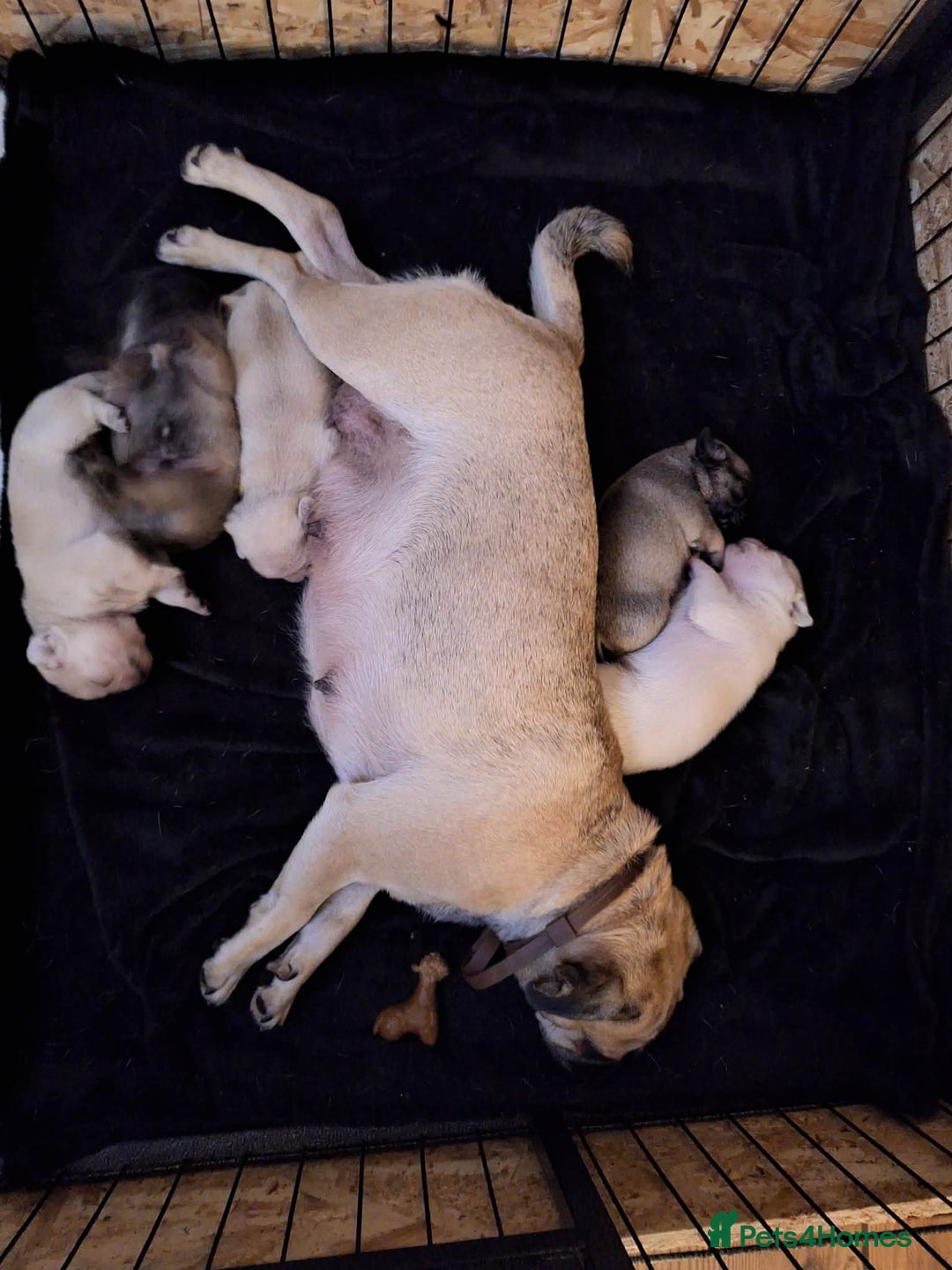 Pug dogs for sale: Pug puppies looking for furever homes - Advert 5