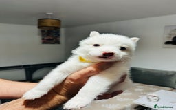 Pomsky dogs for sale: Pomsky Puppy - Image 2