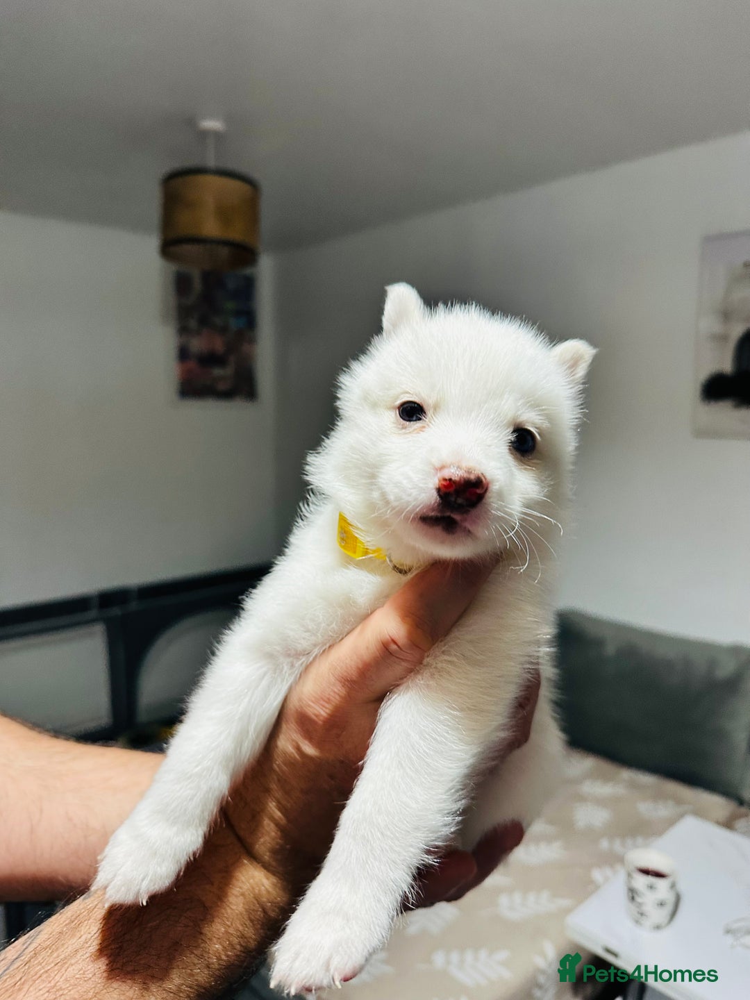 Pomsky dogs for sale: Pomsky Puppy - Image 2