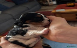 Cavalier King Charles Spaniel dogs for sale: KC REG Trio- Cavalier King Charles  - Image 5