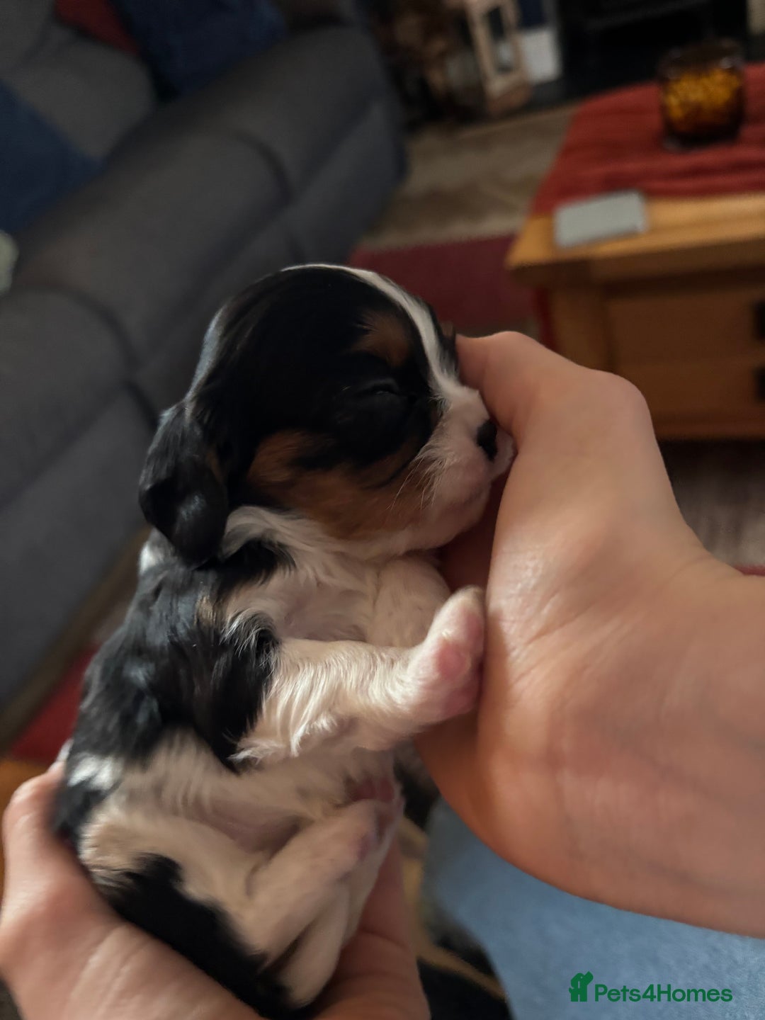 Cavalier King Charles Spaniel dogs for sale: KC REG Trio- Cavalier King Charles  - Image 5