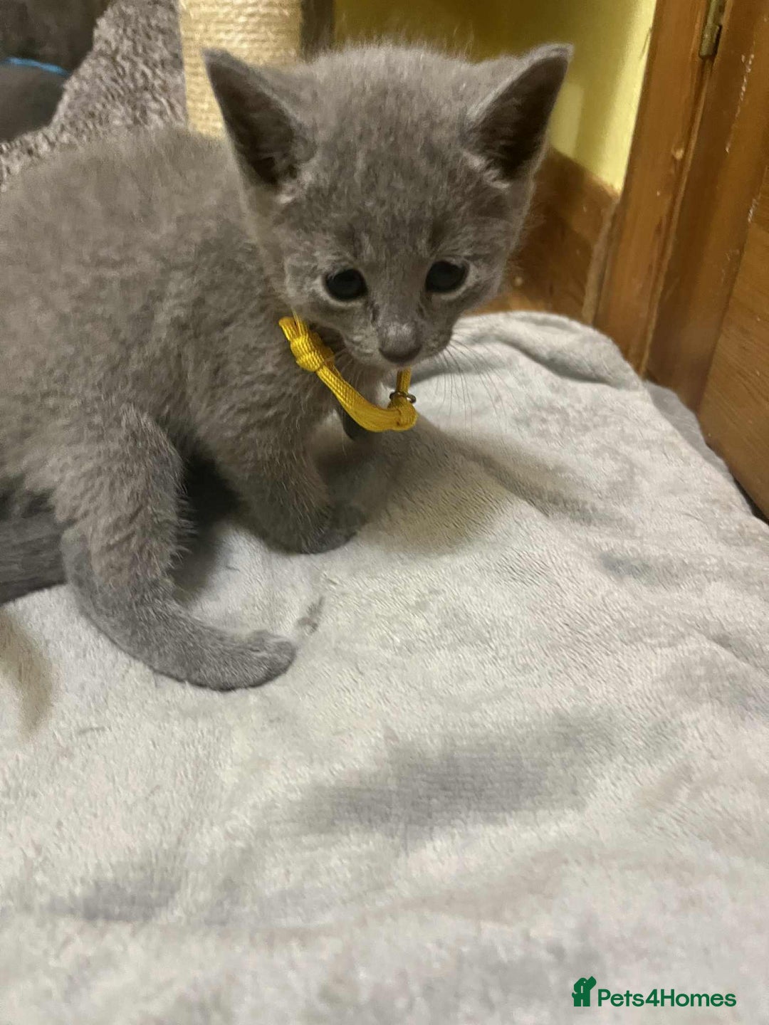 Russian Blue cats for sale: TICA REGISTERED Pure Breed Russian Blue Kittens - Advert 15