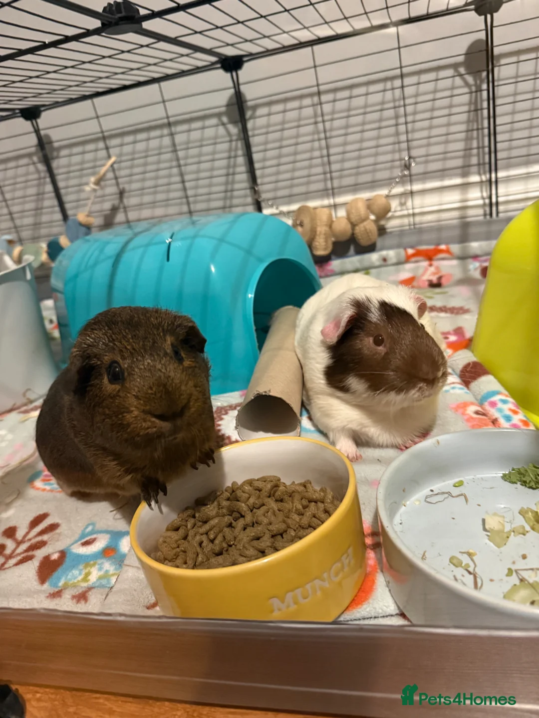 Guinea Pig rodents for sale: 2 male guinea pigs with complete set up   - Advert 1