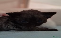 Devon Rex cats for sale: 🌸 Wonderful Devon Rex Kittens Raised with Love 🌸 - Image 3