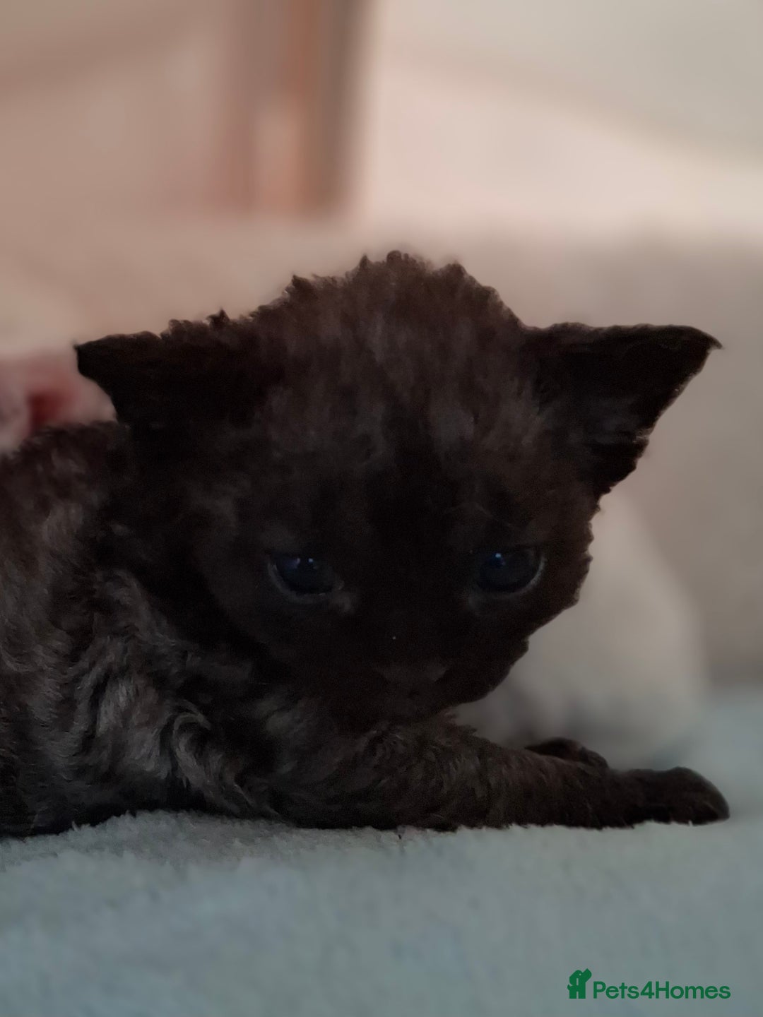 Devon Rex cats for sale: 🌸 Wonderful Devon Rex Kittens Raised with Love 🌸 - Image 3