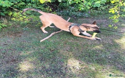 Belgian Shepherd Dog dogs for sale: Lovely girl 10 months old - Image 2