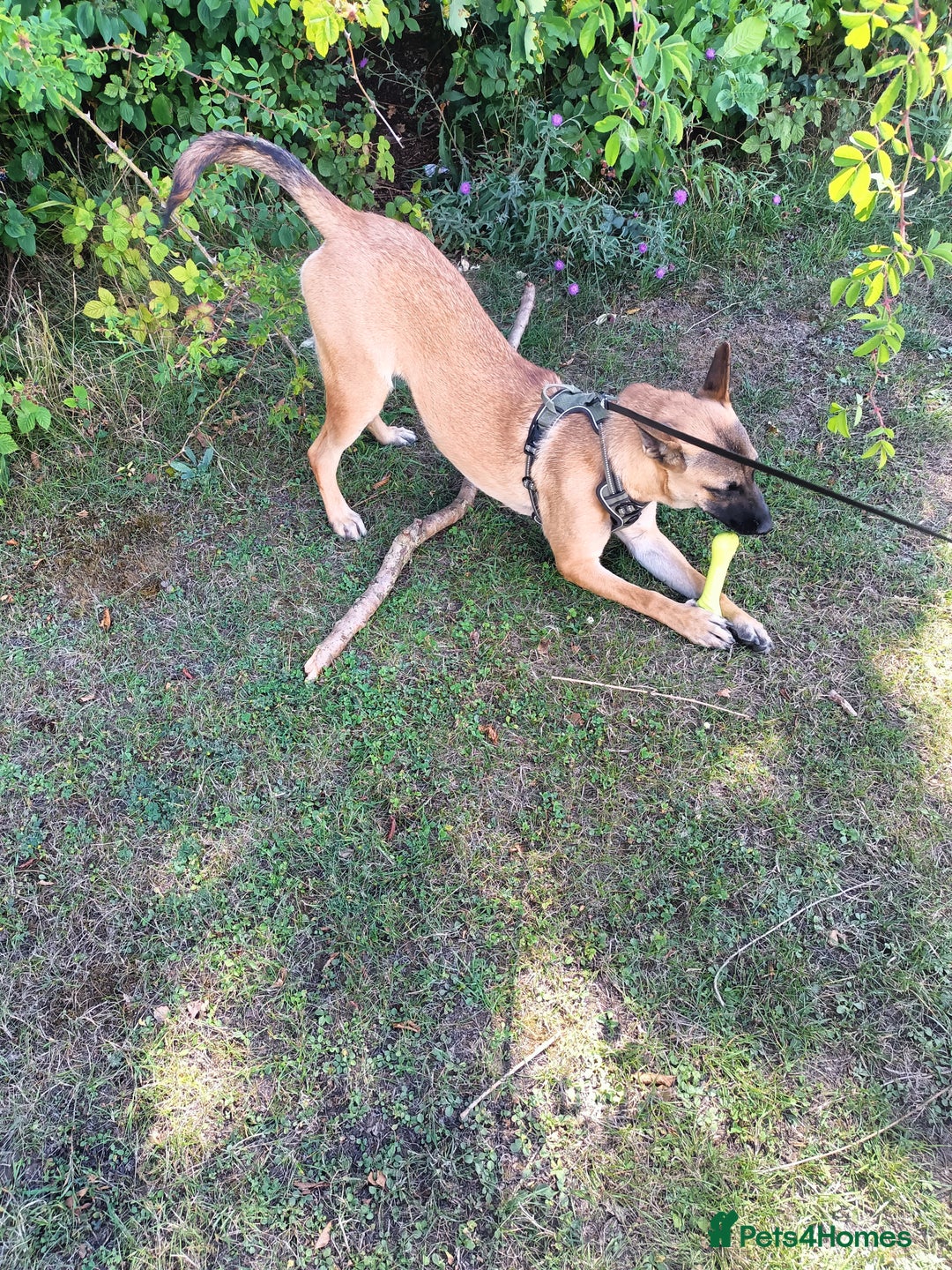 Belgian Shepherd Dog dogs for sale: Lovely girl 10 months old - Image 2