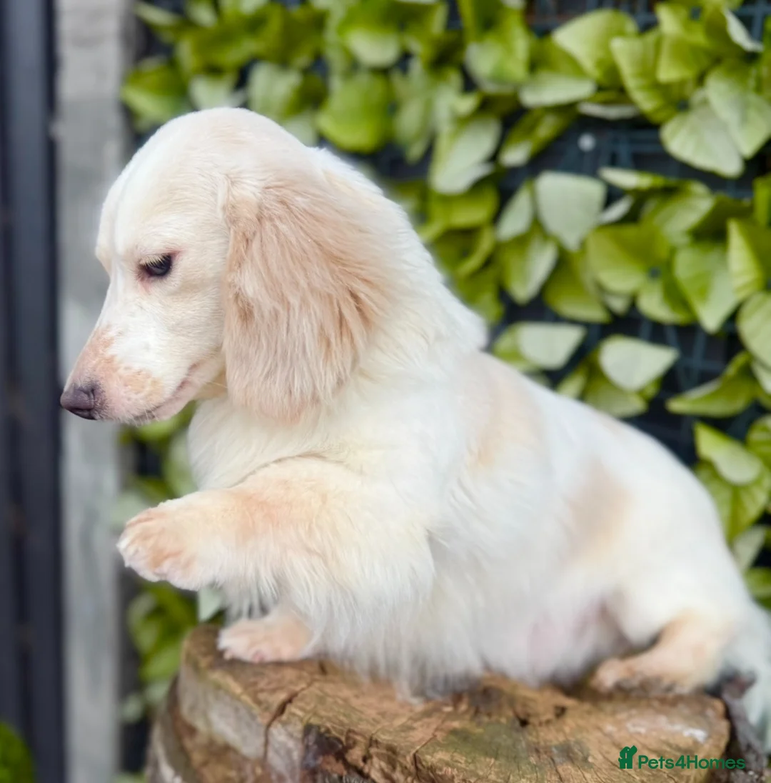 Miniature Dachshund dogs for stud: Award-winning Breeder-KC Cream Pied Longcoat - Advert 2