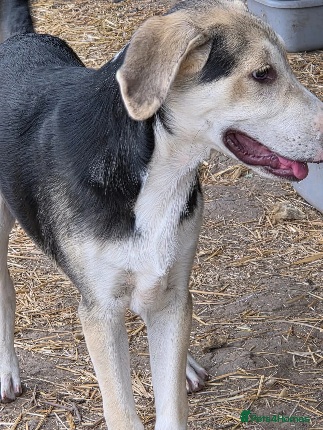 Mixed Breed dogs for adoption: RICKY - a superb young boy for a Loving Home - Advert 13