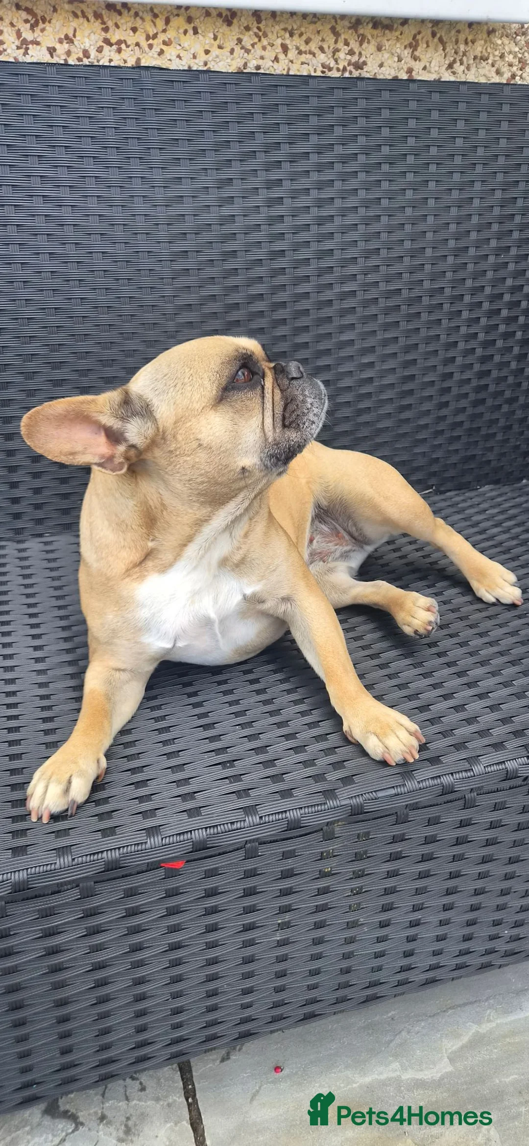 French Bulldog dogs for sale: Bella 5 year old French Bulldog - Advert 6