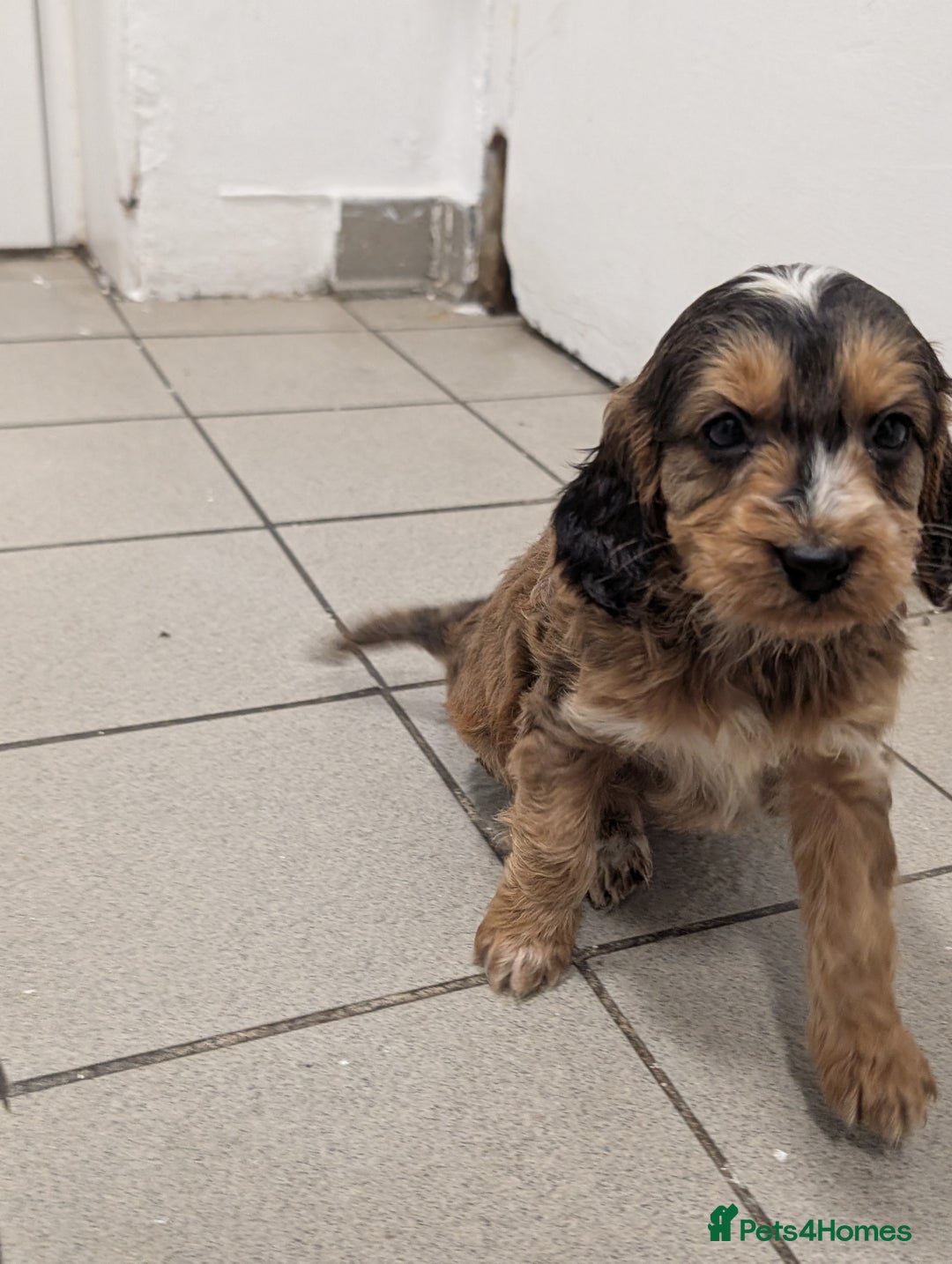 Cockapoo dogs for sale: Showtype F1 Cockapoos! Parents DNA Clear ✅ - Advert 3