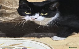 Mixed Breed cats for adoption: Molly and Donny need a home of their own - Image 1