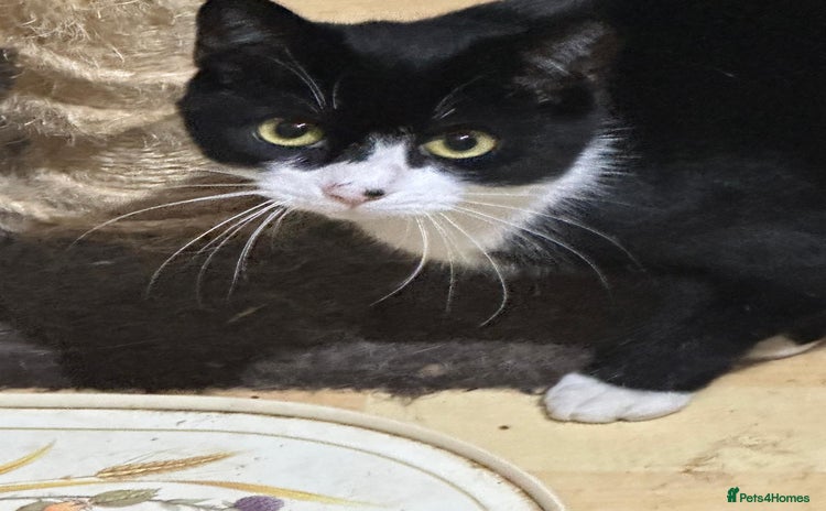 Mixed Breed cats - Advert 4