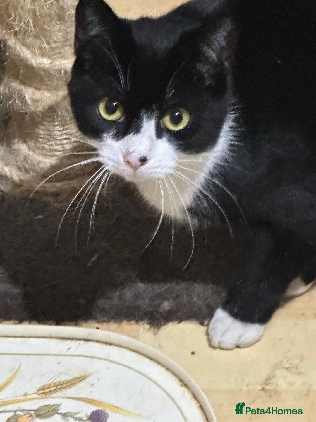 Mixed Breed cats for adoption: Molly and Donny need a home of their own - Image 1